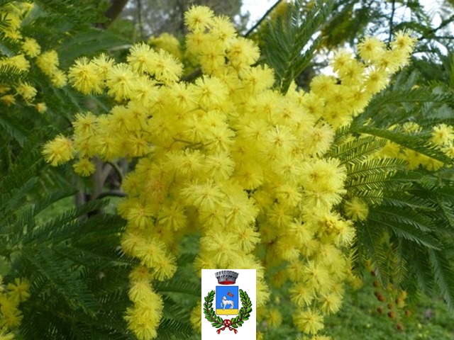 Festa della Donna presso il Comune