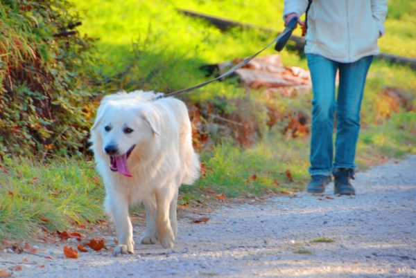 Passeggiata a 6 zampe